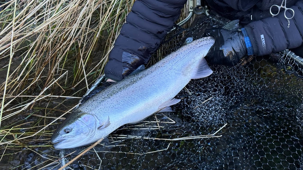 Winter Steelhead Fishing in the Olympic Peninsula 2025