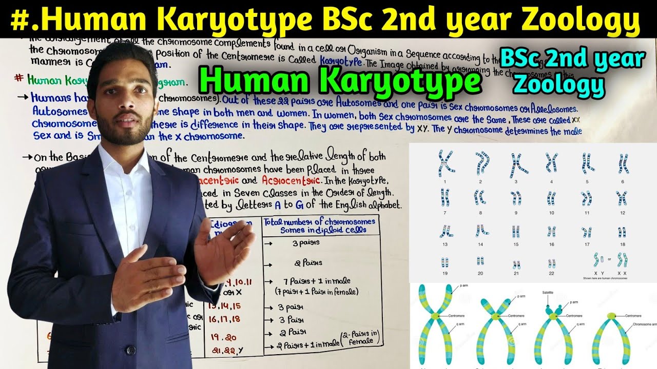 Human Karyotype || Chromosome Analysis || BSc 2nd year Zoology 4rth Semester || MSc Zoology