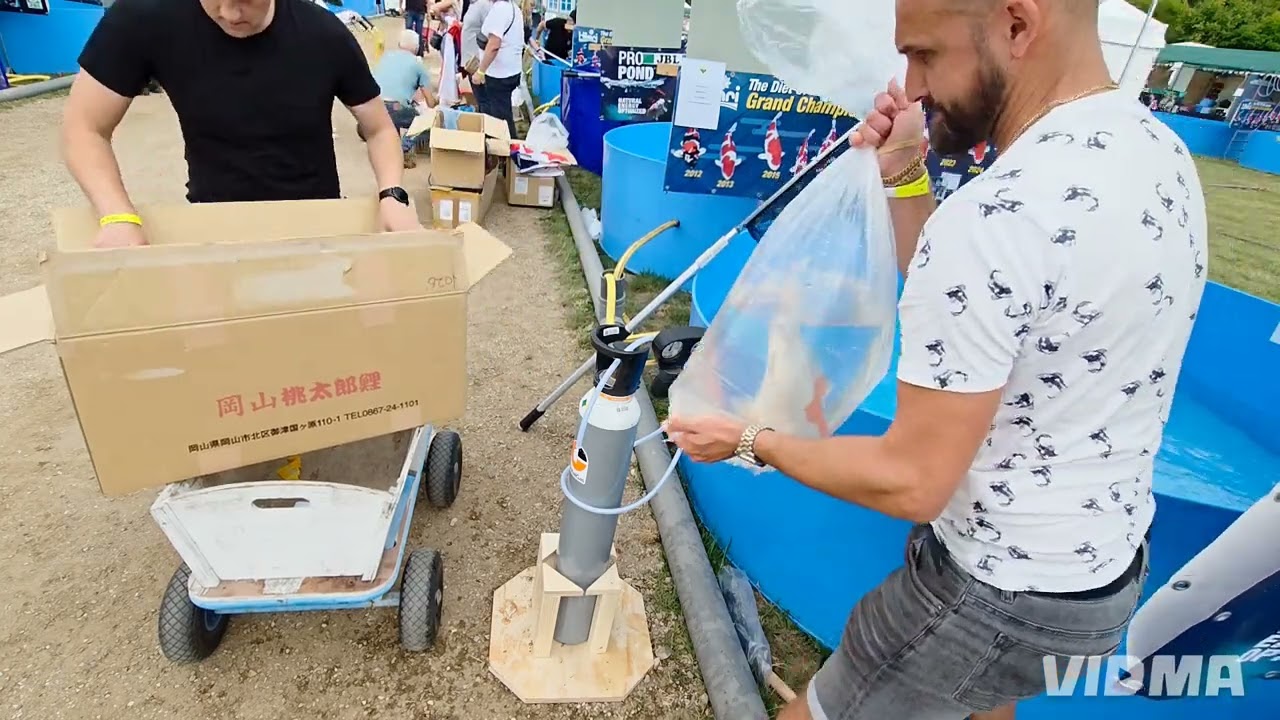 Koi van de koishow weer terug naar huis