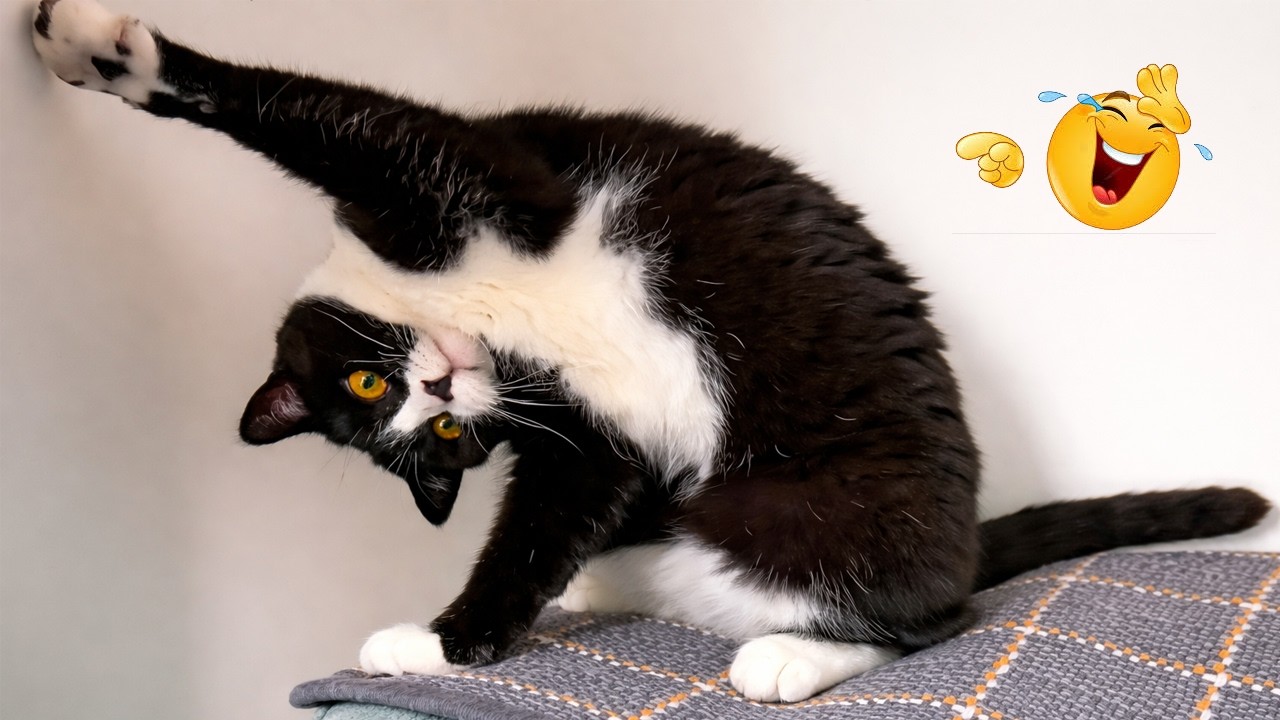 The FUNNIEST Cat Clips on the Internet 😂 SUPER Funny Cat Videos 2026