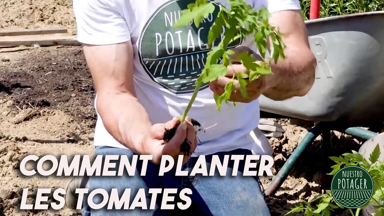 Planter les tomates : la méthode simple pour des plants plus vigoureux