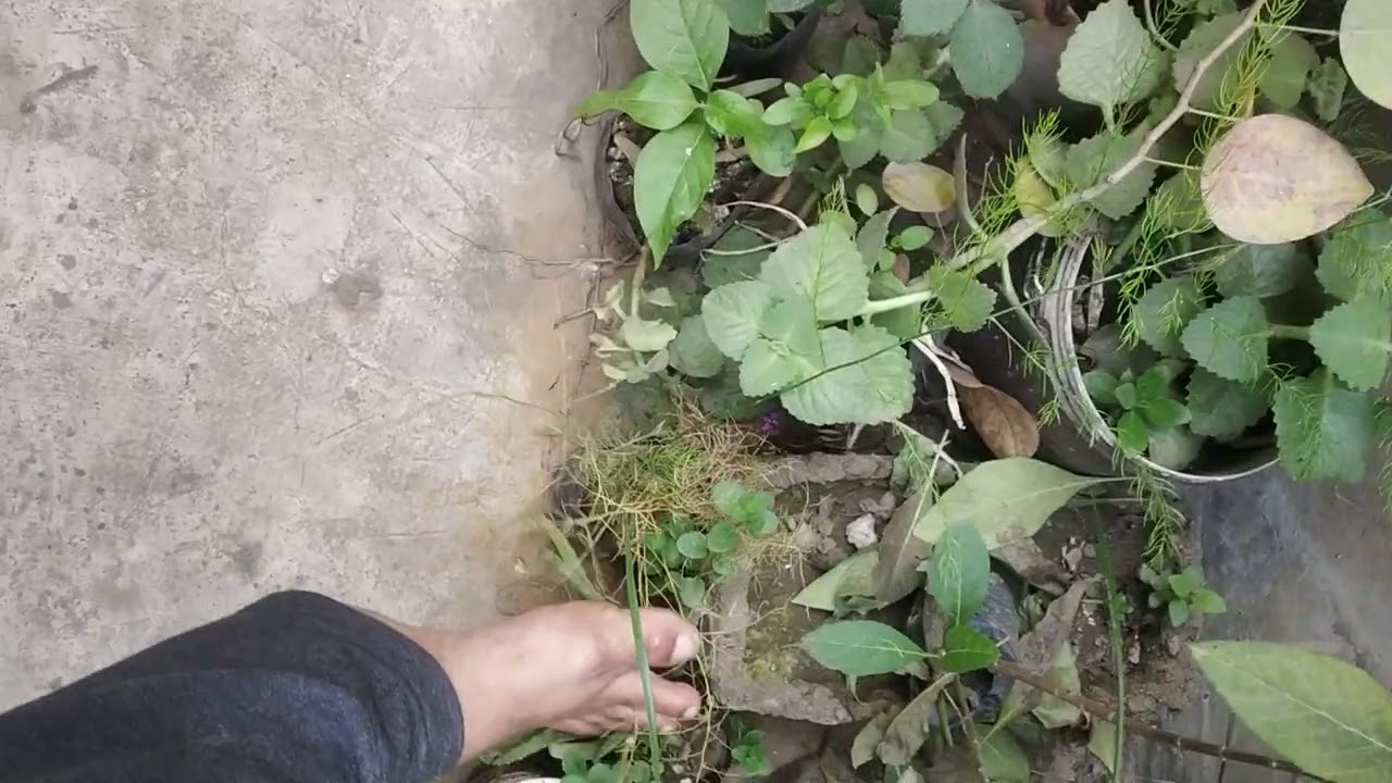 Satavri in मार्च