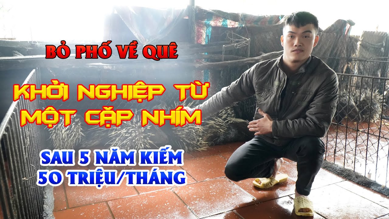 Cẩm nang mô hình nuôi nhím cho người mới bắt đầu || Kỹ thuật nuôi nhím làm giàu hiệu quả