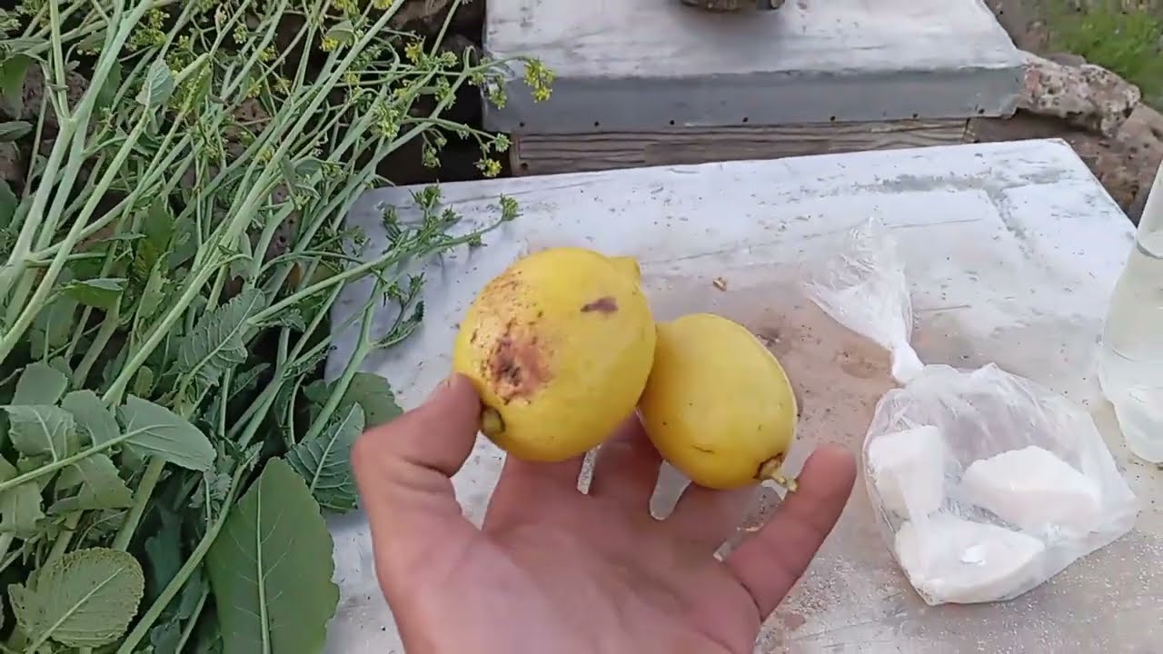أسهل طريقة لي اصطياد خلية نحل بري بمكونات بسيطة موجودة في أي منزل 