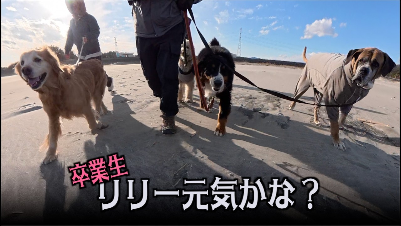 リリーちゃんのところへ遊びに行ったよ！