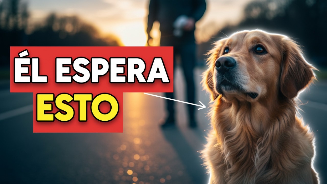 Los 10 Actos de Amor que Tu Perro Espera de Ti Toda Su Vida (Casi Nadie lo Sabe)