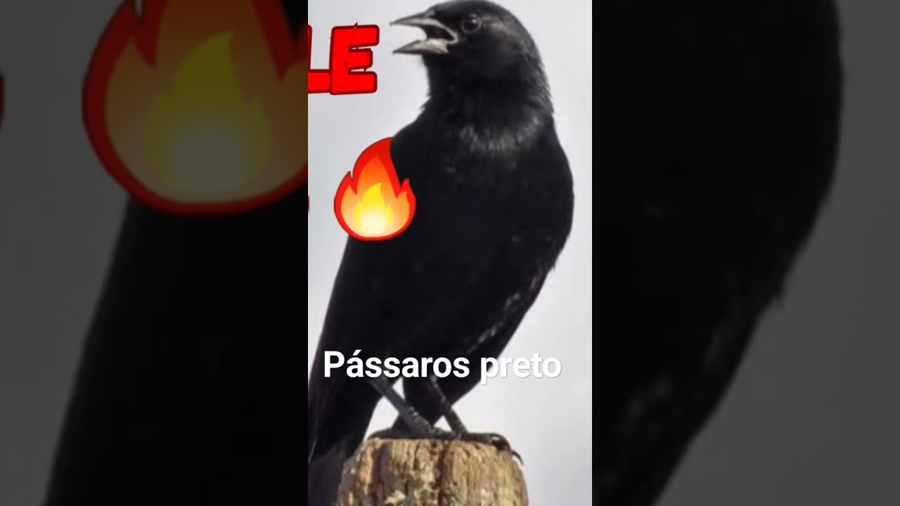 canto de p&aacute;ssaro preto