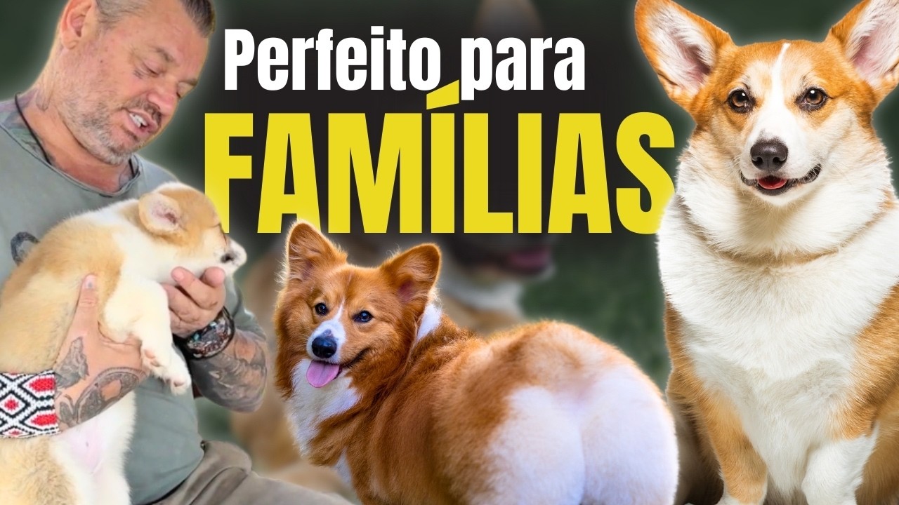 VOCÊ PRECISA CONHECER O CORGI: O CACHORRO MAIS FOFO QUE A MONARQUIA JÁ TEVE!