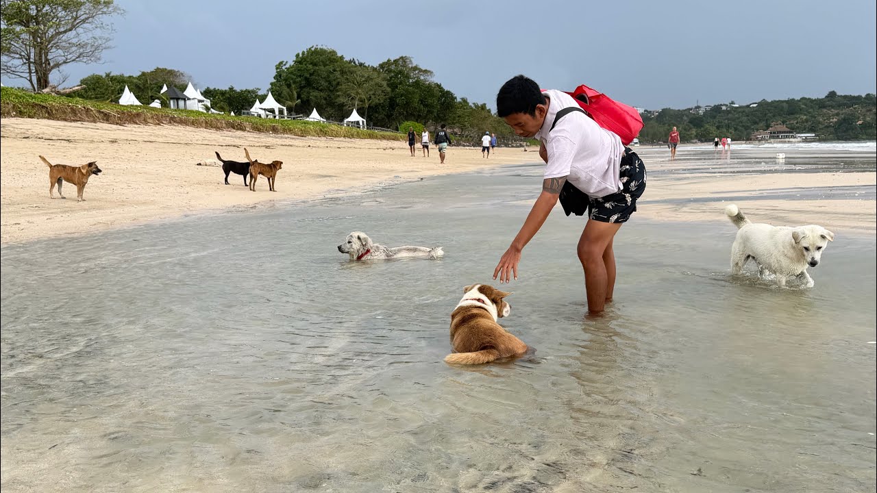 Daily routine of feeding stray dogs on the beach 108 | StreetDogsCH