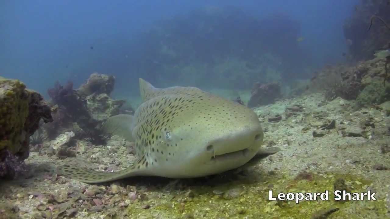 Fish of Andaman sea - Underwater video