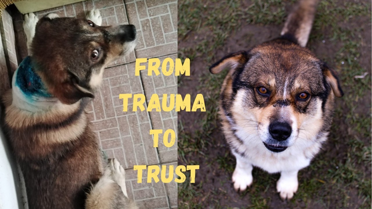 I Rescued a Traumatized Dog: His Journey from Fear to Love