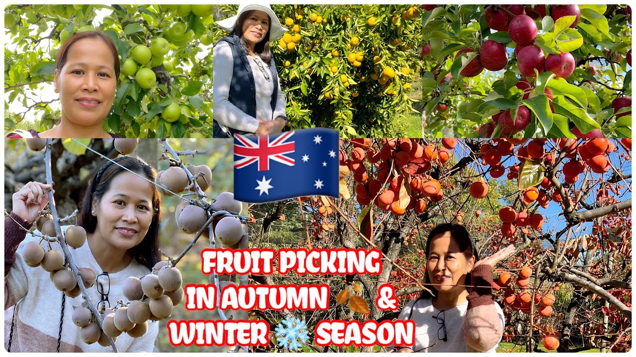 MGA PWEDENG E FRUIT PICKING TUWING AUTUMN & WINTER SA PERTH AUSTRALIA/MARAMING FARM DITO SA PERTH