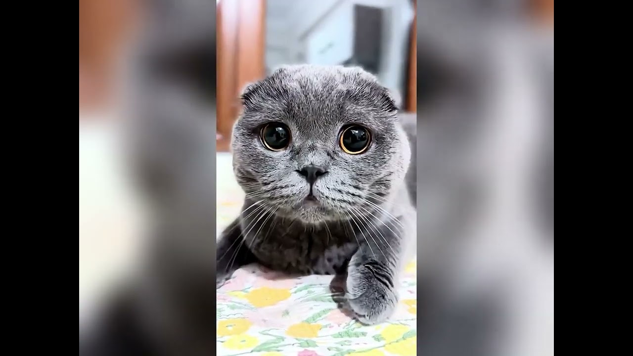 Забавная подборка видео с котами 😹 Попробуйте не засмеяться | Милые и вирусные видео с котами 