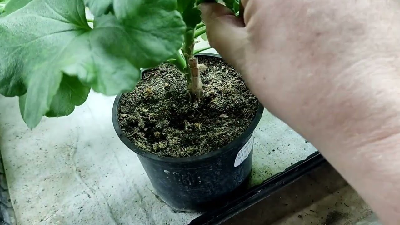 Мороз и... Листья! 😁