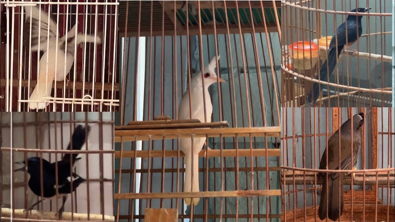 Mào gen đại mồng đá lân💫mái mun chân vàng💫trống vạch dài tơ💫than bở bộ bự💫maia lửa chấm bông