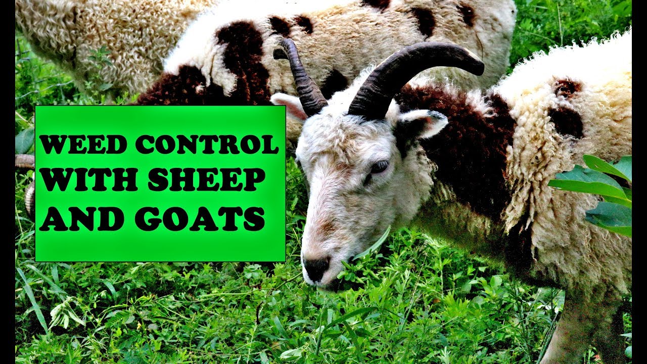 WEED CONTROL WITH SHEEP AND GOATS