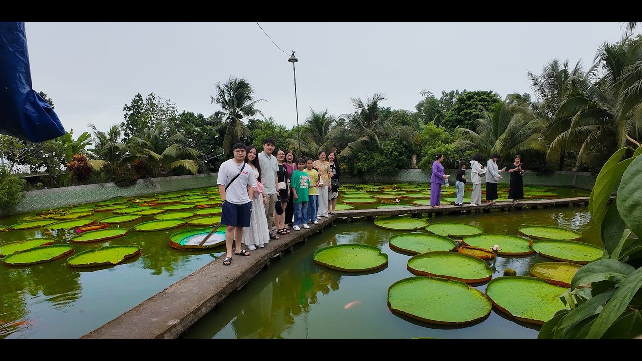 LÁ SEN KHỔNG LỒ CHỈ Ở TỈNH ĐỒNG THÁP MỚI CÓ🍀
