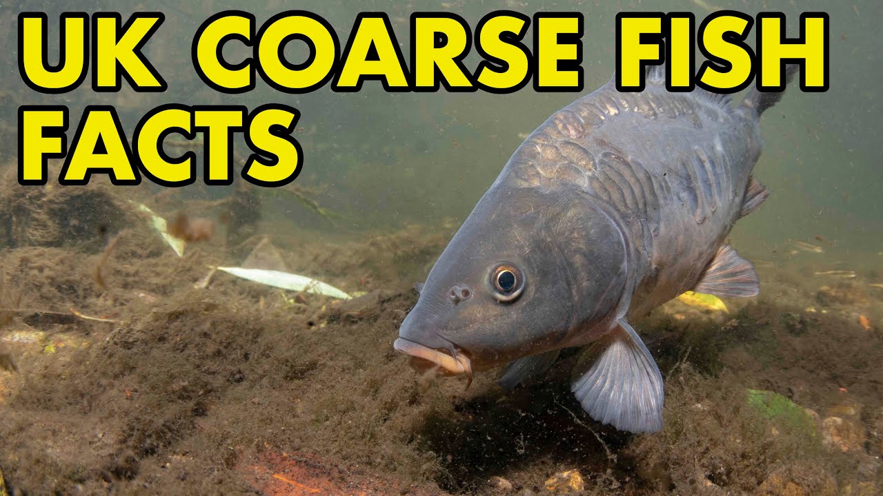 Exploring the Coarse Fish of the UK | From Roach to Carp