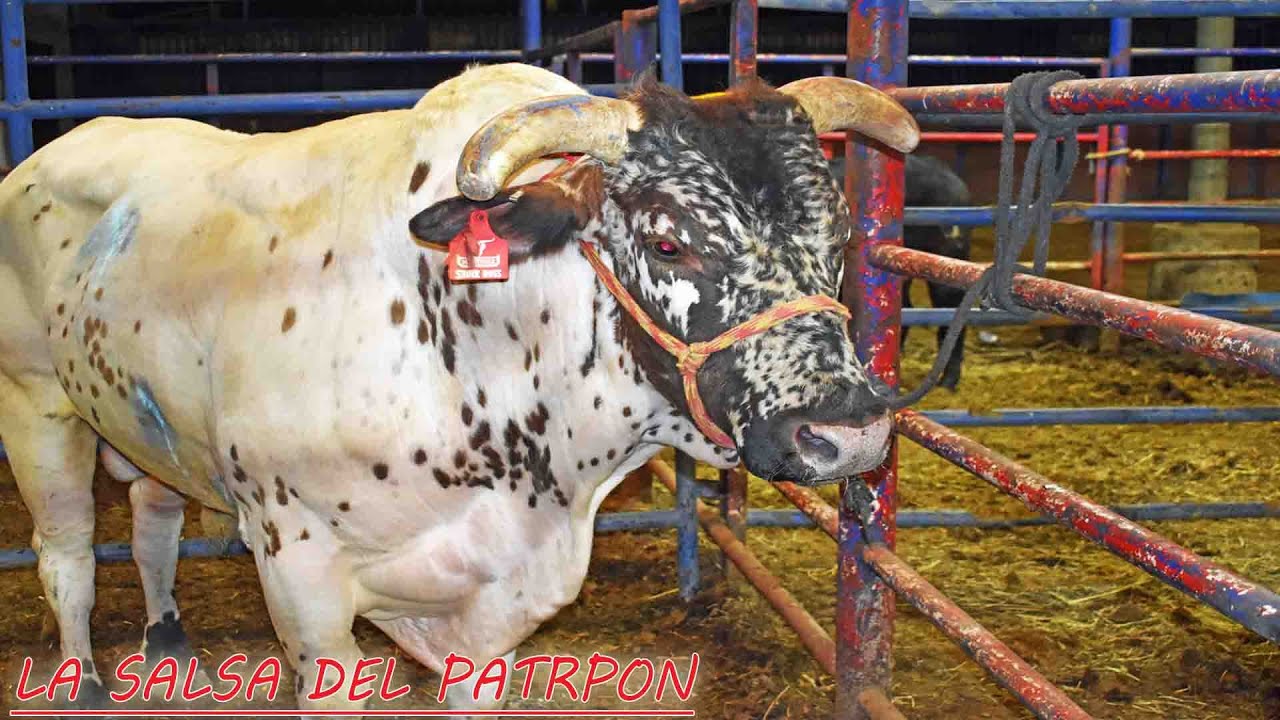 LA SALSA DEL PATRON!! LAS MEJORES JUGADAS EN USA 2019