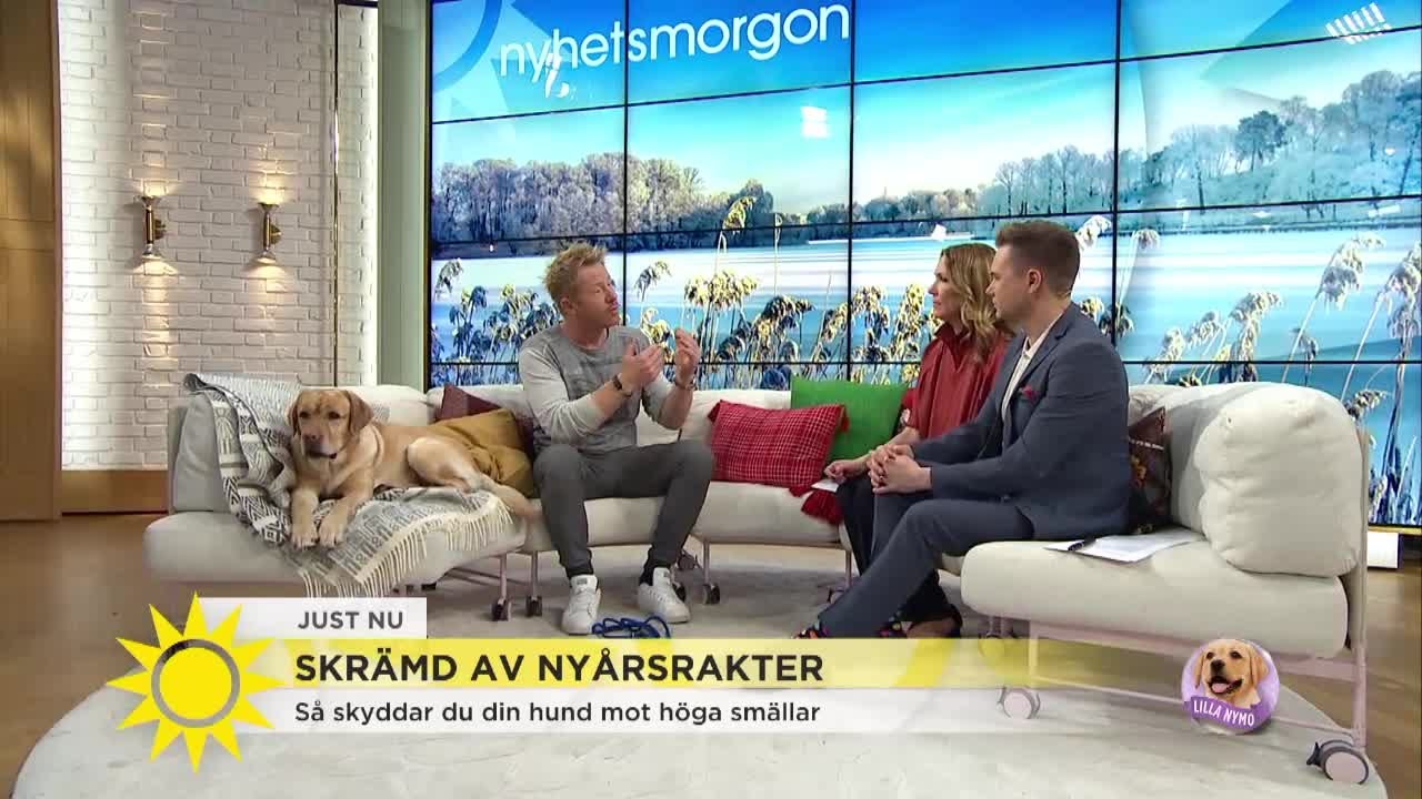 Så skyddar du din hund mot nyårssmällarna - Nyhetsmorgon (TV4)