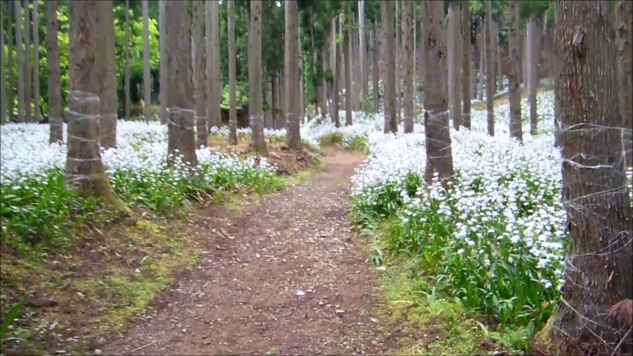 シャガの花が咲く森を歩いてみました