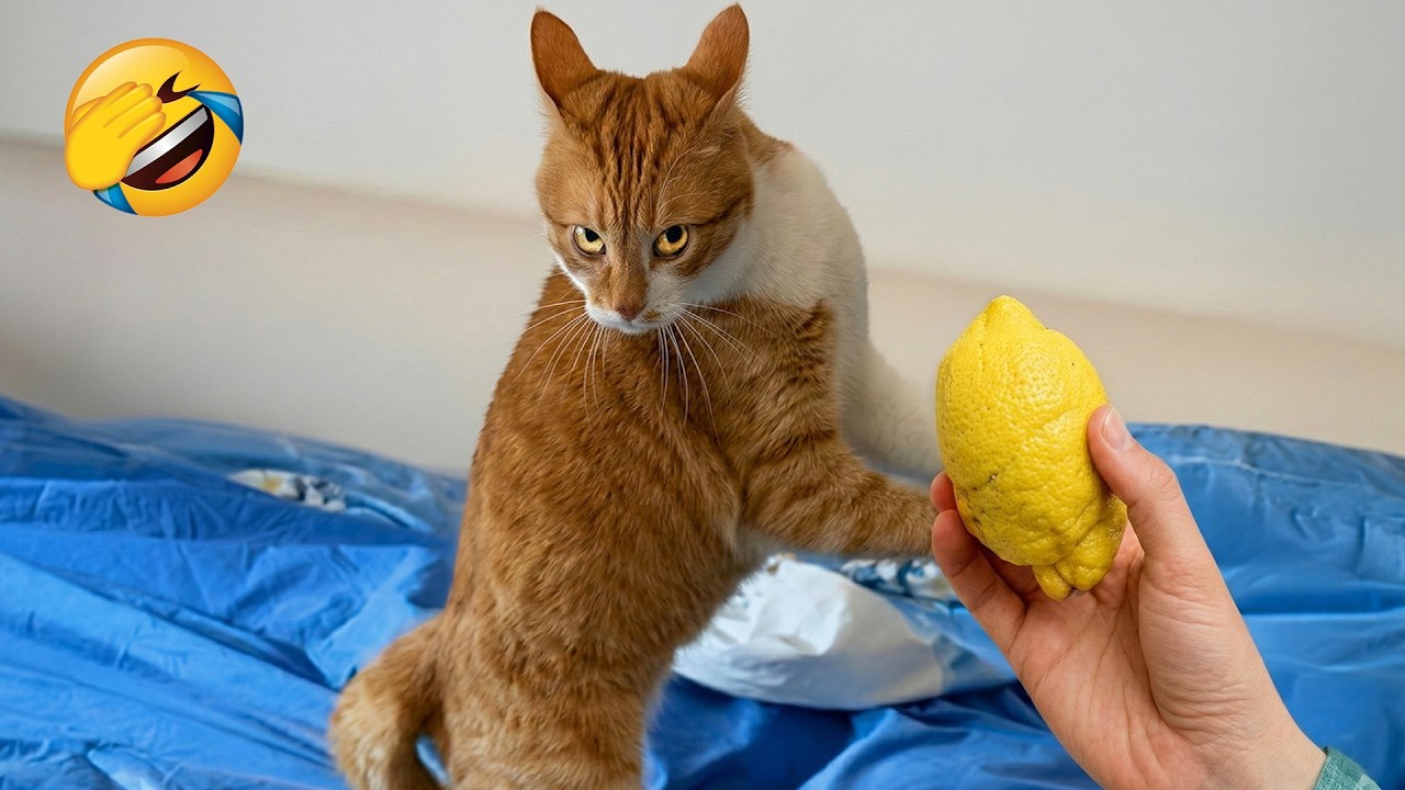 These Funny Animals will crack you up until you’re in tears😂🤣 Best Funny Cats and Dogs Videos 😹🐶