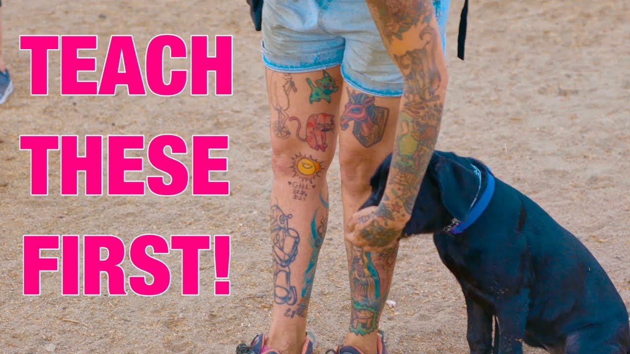 Basic Obedience puppy training!