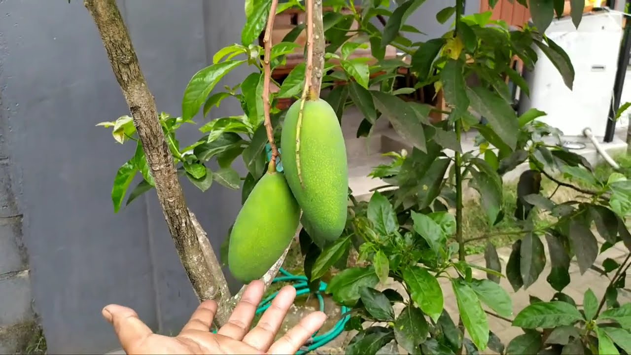 Tabulampot Mangga Kiojay
