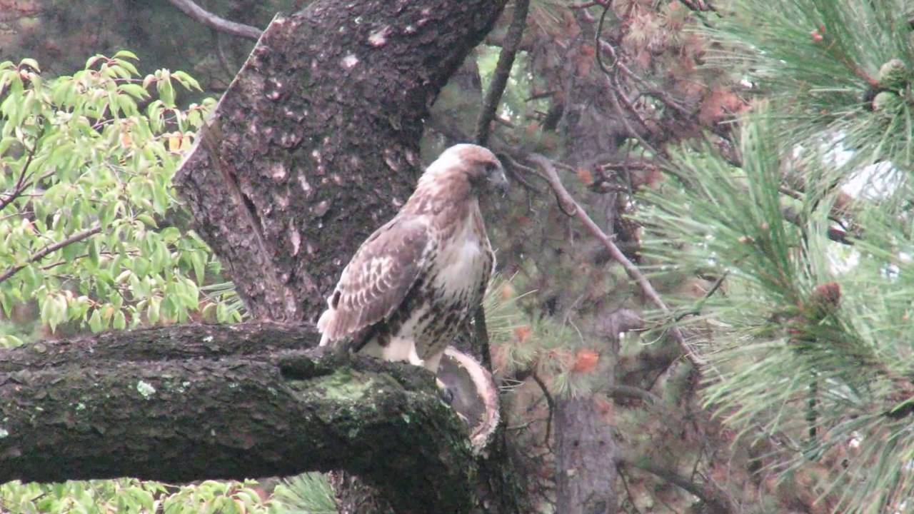 Hawk vs. Turkey Round Two
