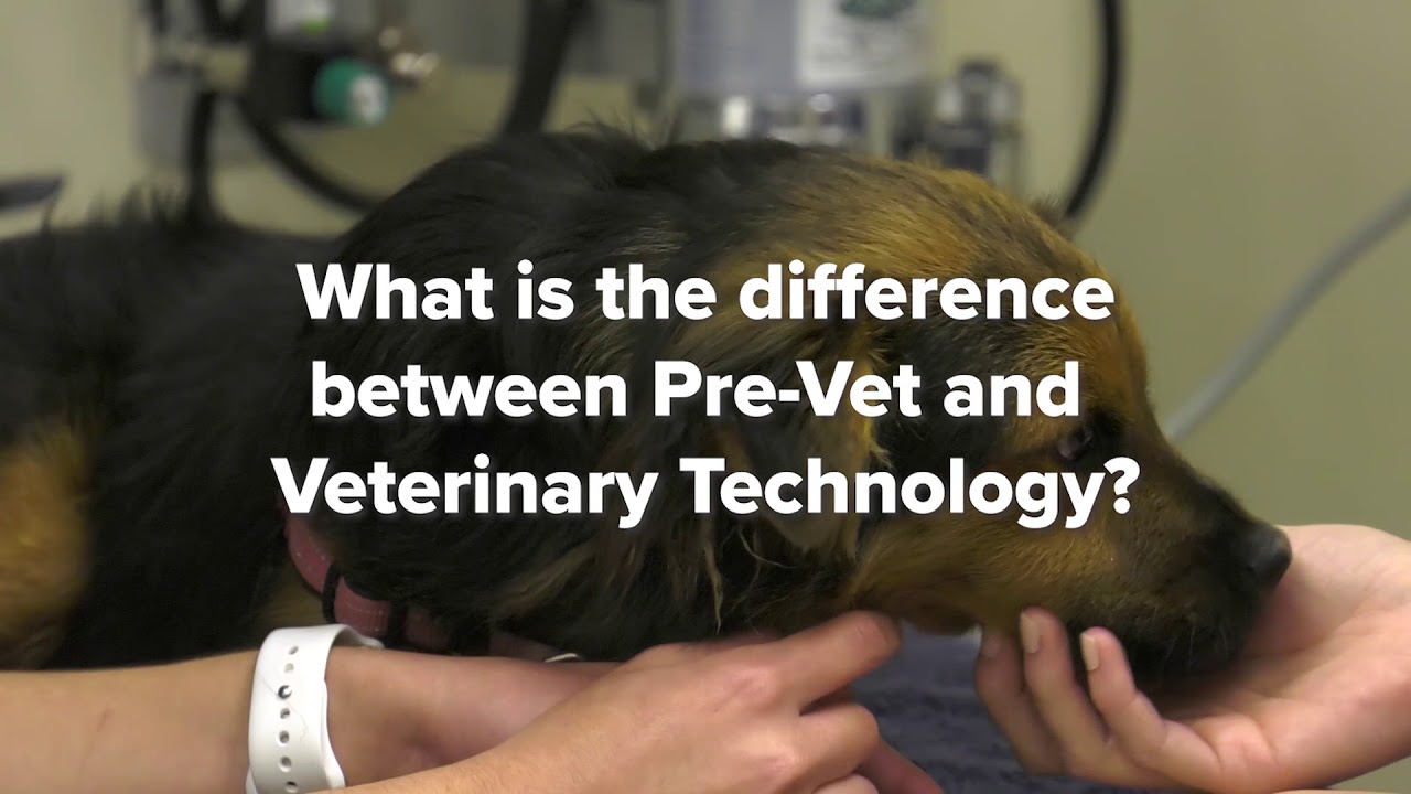 A Moment with Vet Tech - Feature - (2018)