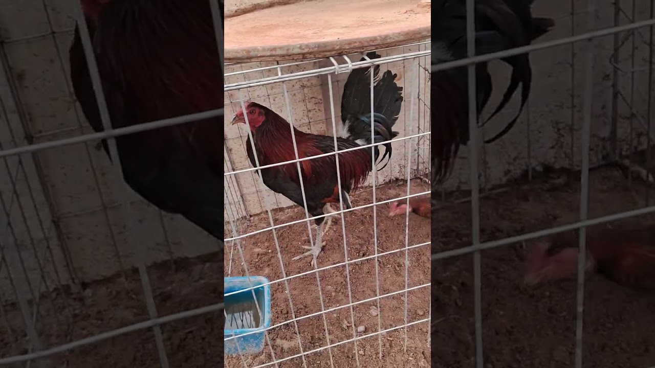 Refrescando los gallos