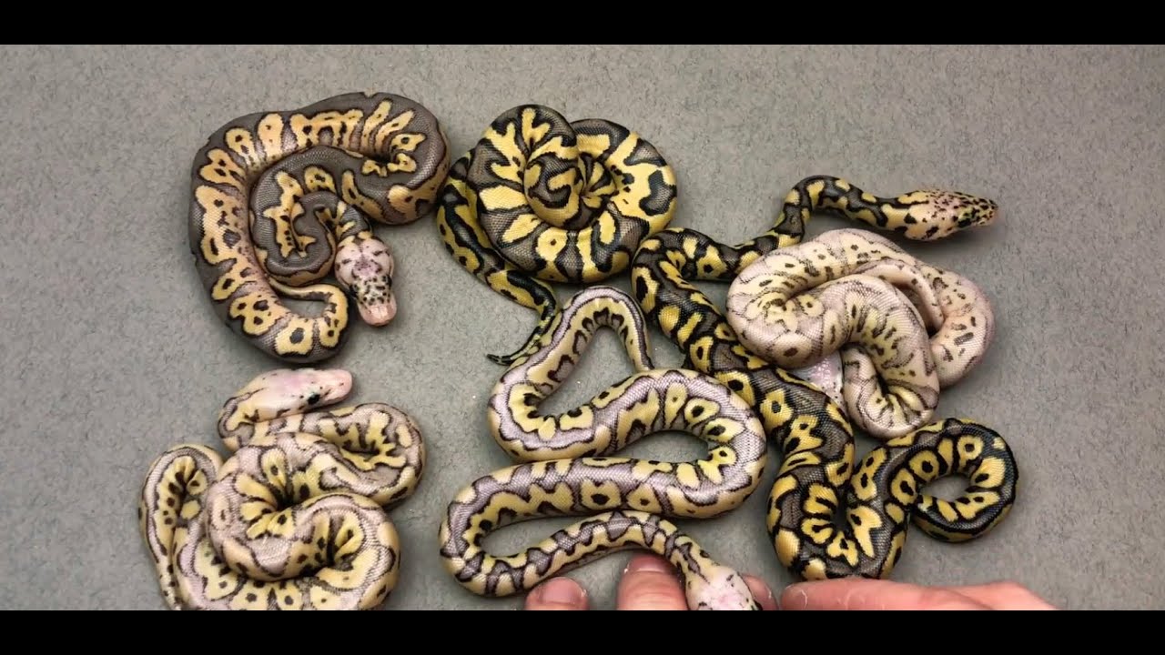 🤡 Update on the Pastel Spotnose Clown x Superfly Clown Clutch