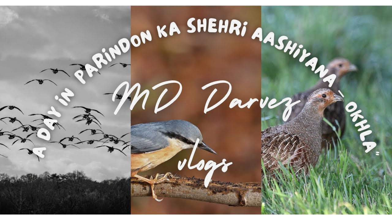 Parindon ka Shehri Aashiyana – Okhla”#trevel #vlogger #love #birds #birdslovers #trending #love 