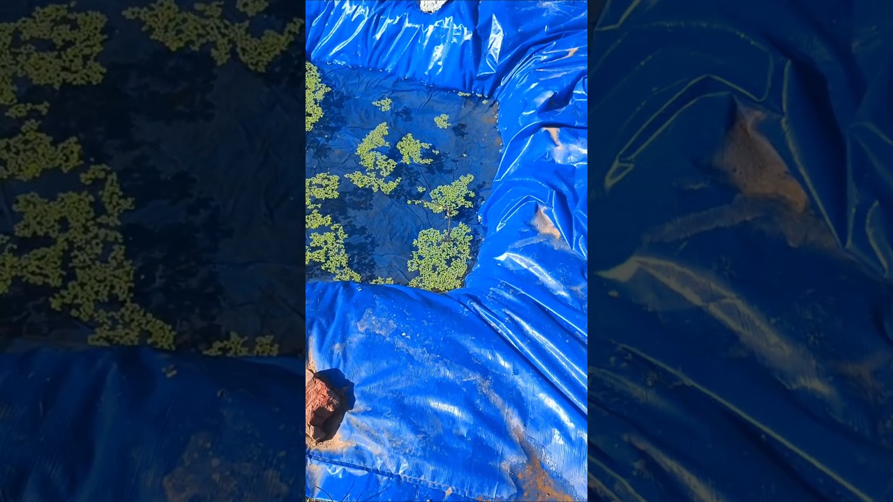 Mystery fish babies in my pond 