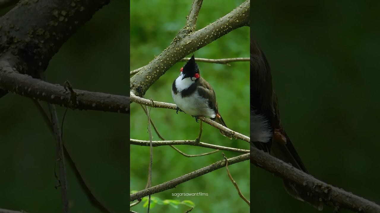 Red-whiskered Bulbul sound #shorts