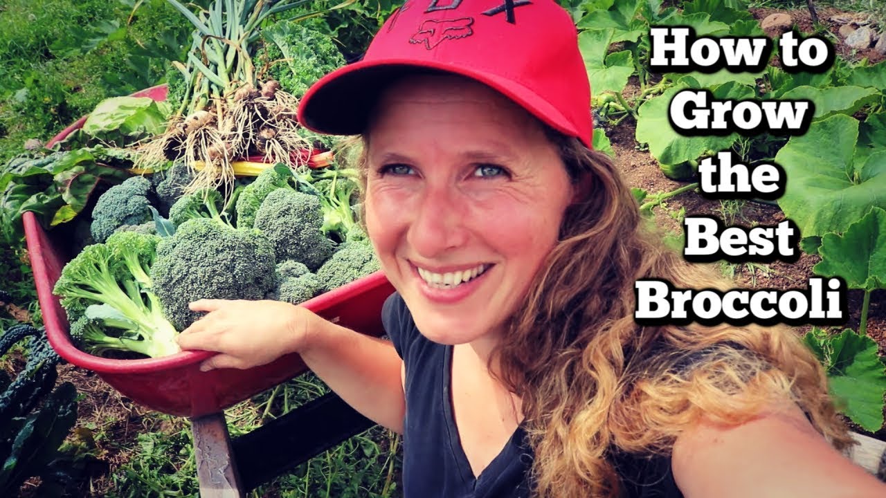 How to Grow Amazing Broccoli | Tips, Tricks and Troubleshooting