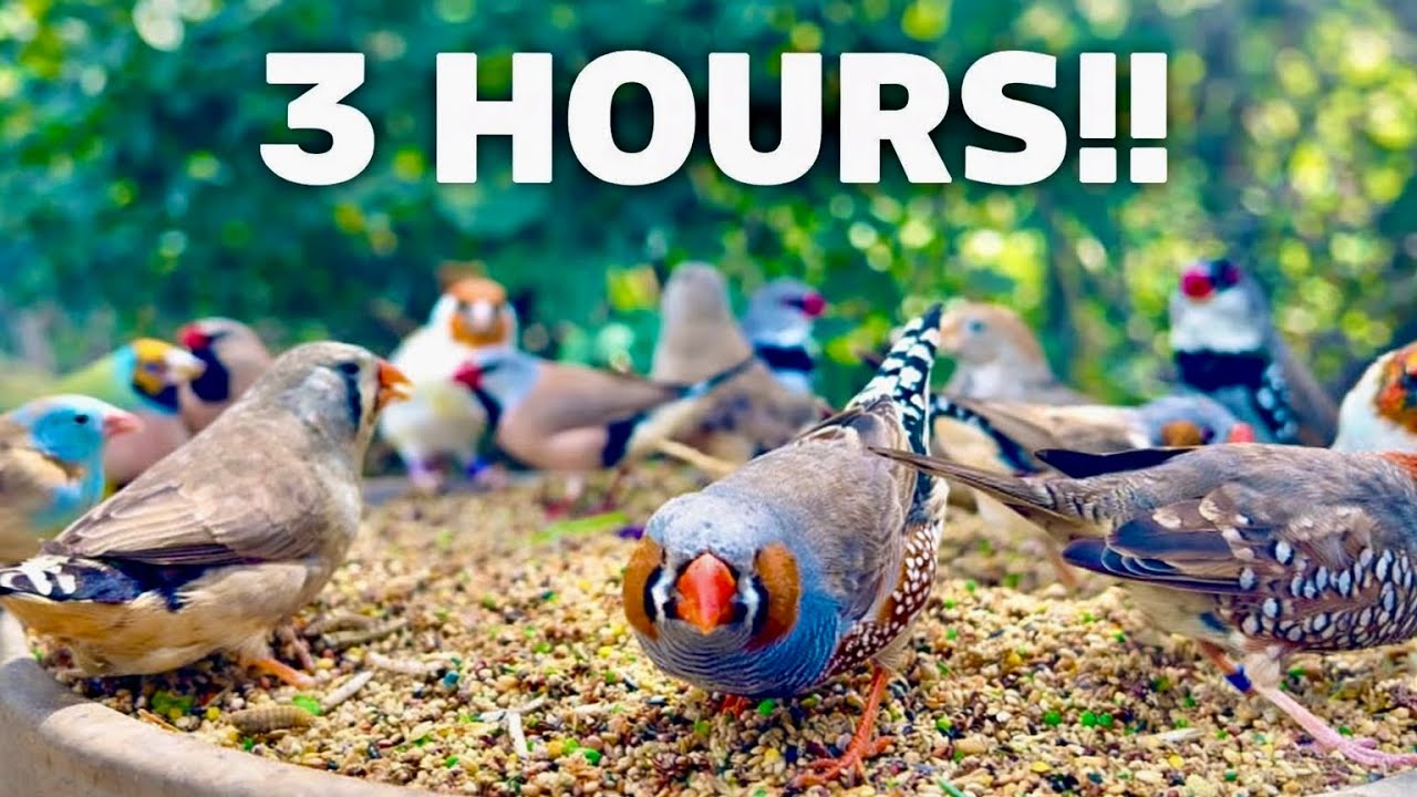 3 Hours of Birds, Bird Sounds and Bird Song | Finches and Softbills | Bird sounds for Birds