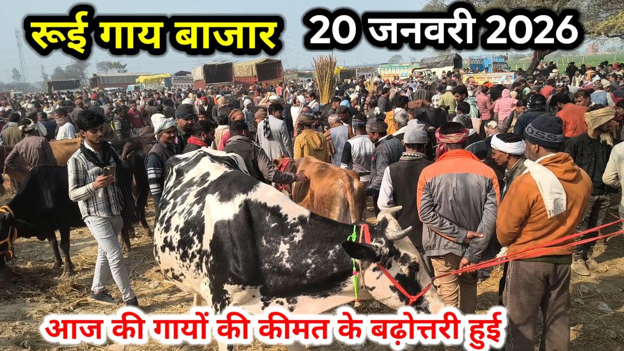 रूई गाय बाजार ll 20 जनवरी 2026 ll rui pashu mandi ll rui gay bajar ll आज गायों की कीमत कैसी रही 