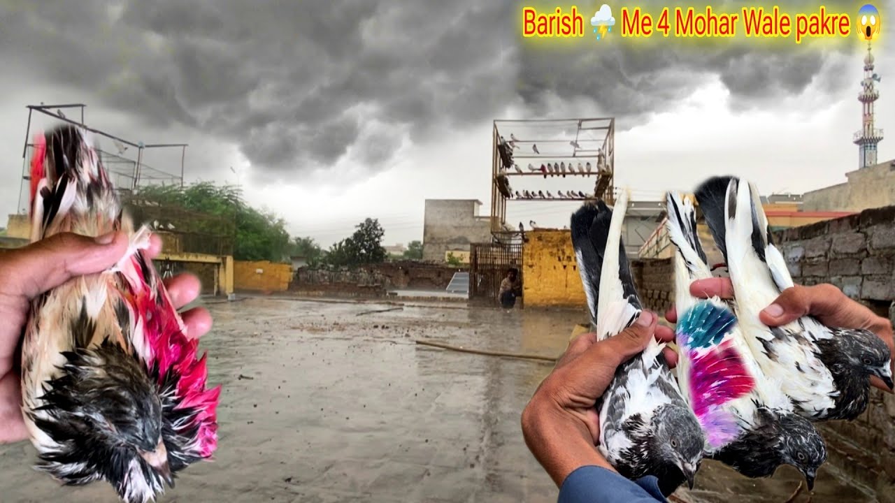 Тофани Бариш ⛈️ Не Табахи Мача Ди 😰🕊️ Сегодня в нашу деревню прилетело 4 голубя 😱