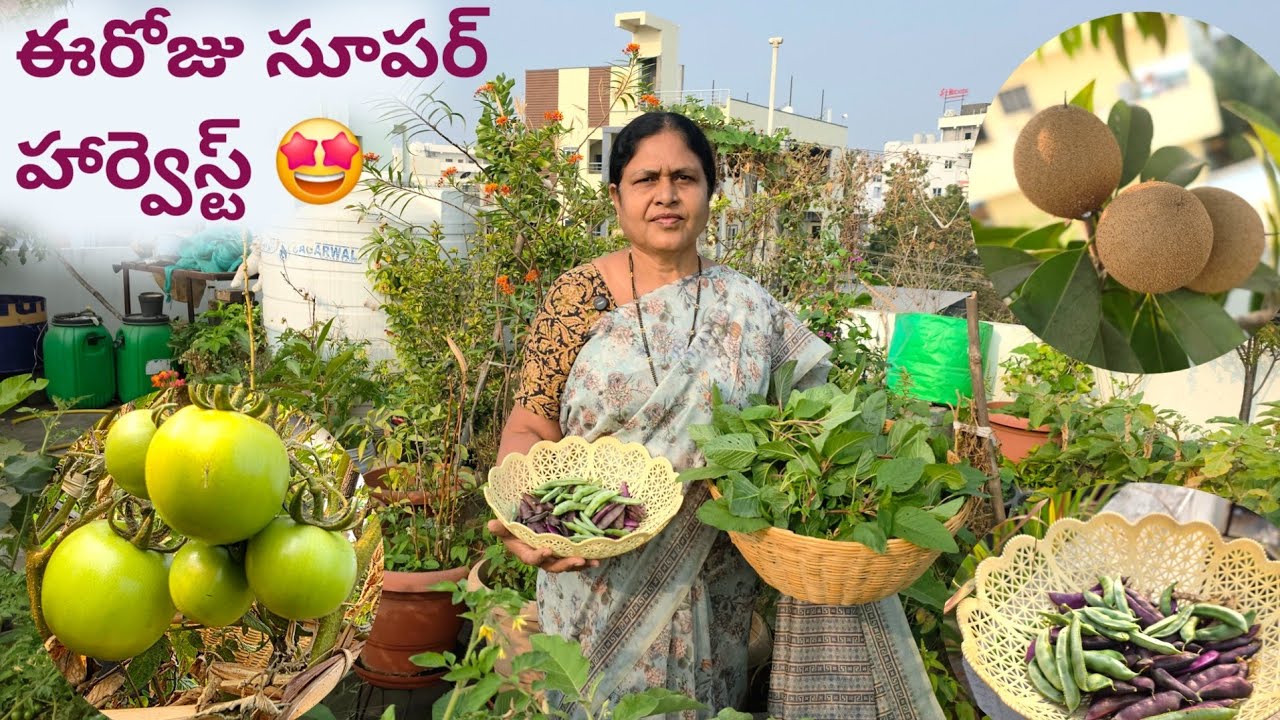 ఈరోజు సూపర్ హార్వెస్ట్ 🤩| terrace gardening tips | gardening tips for beginners