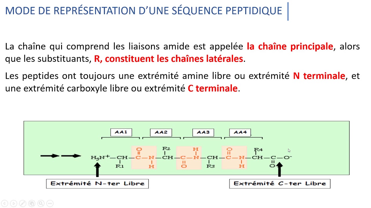 Les peptides