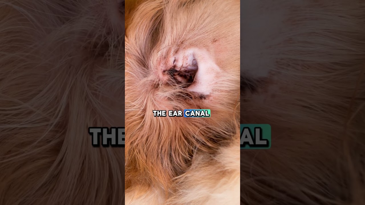 The Hidden Triggers of Dog Ear Infections! Why Floppy Ears Are More at Risk #shorts