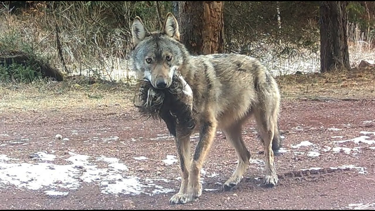 Pe urmele Lupilor din Bucovina, partea X / On the tracks of the Wolves, part X