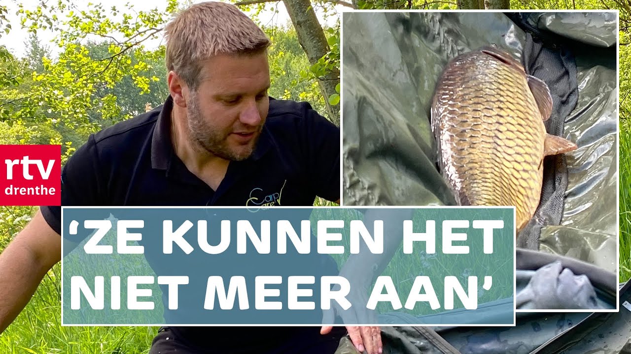 Massale sterfte onder karpers | RTV Drenthe