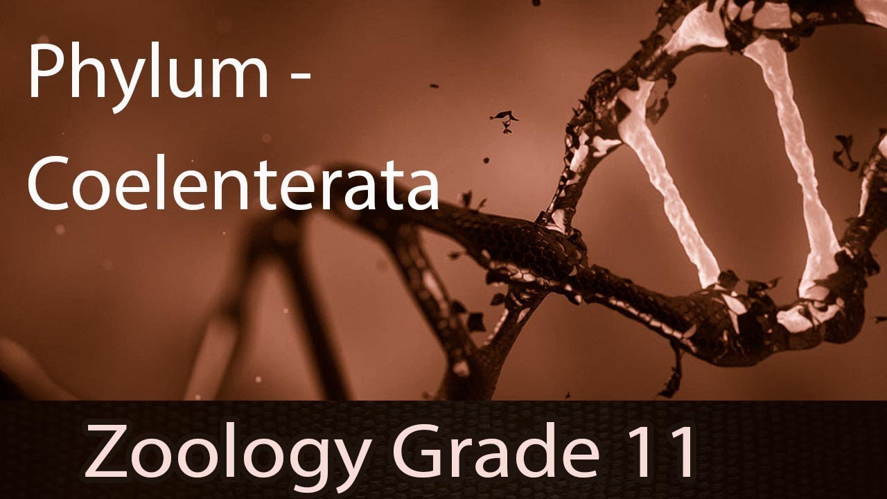 Animal Kingdom | Phylum - Coelenterata [Cnidaria] | Detailed Explanation | Representation | Part 3