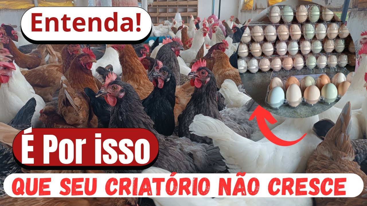 COMO ESTRUTURAR SEU CRIATÓRIO DE GALINHAS POEDEIRAS PARA TER UM NEGÓCIO DE LONGO PRAZO .