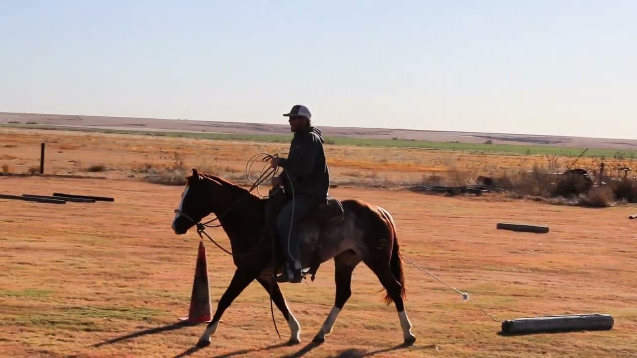 This Cats A Pearl - 2022 Mare - VRH Trail & RR