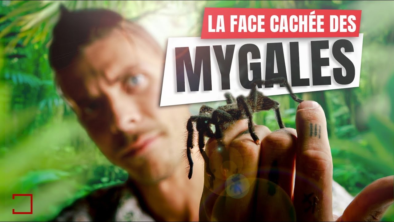 La Face Cachée Des Mygales