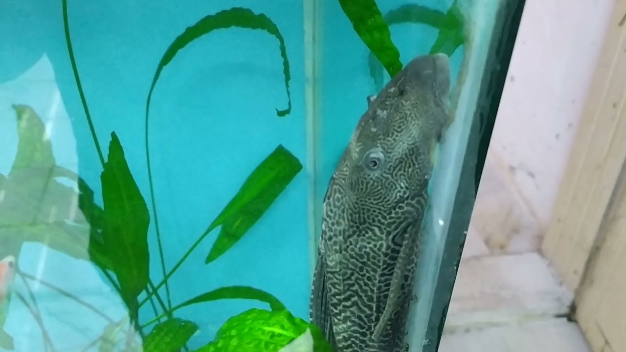 Leopar Vatoz Mu? Cüce Vatoz Mu?