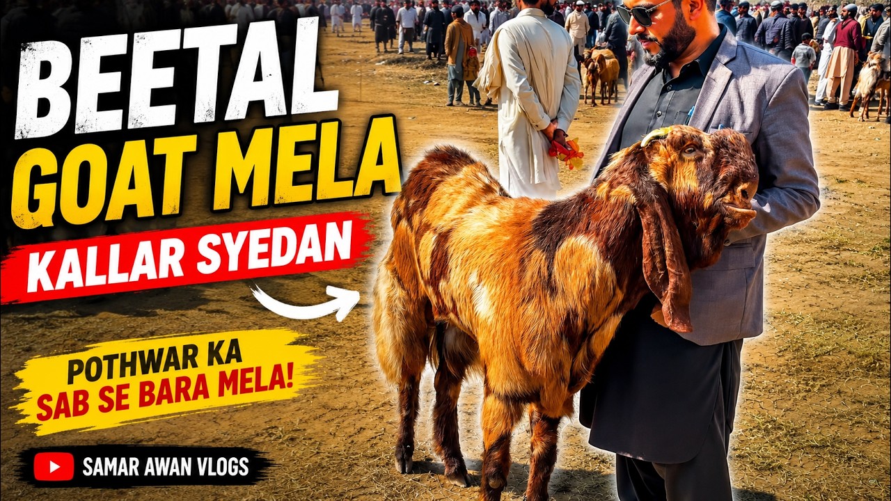 GOAT MELA in Pothwar Kallar Syedan | A Celebration of Tradition & Livestock
